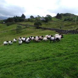 5 sierpnia, Killary Sheep Farm